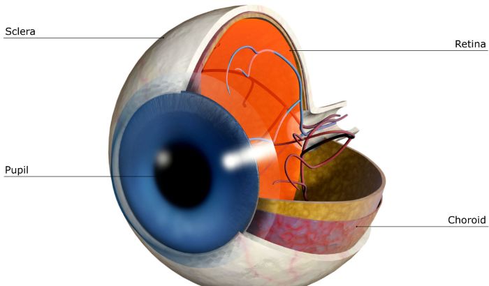 anatomia do olho externo